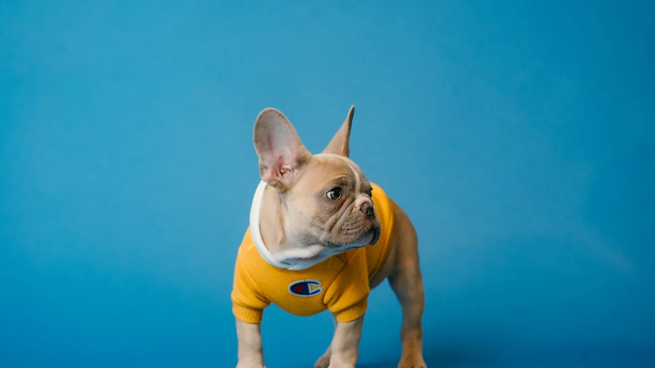 Fawn French Bulldog puppy wearing a yellow hoodie on a bright blue studio backdrop