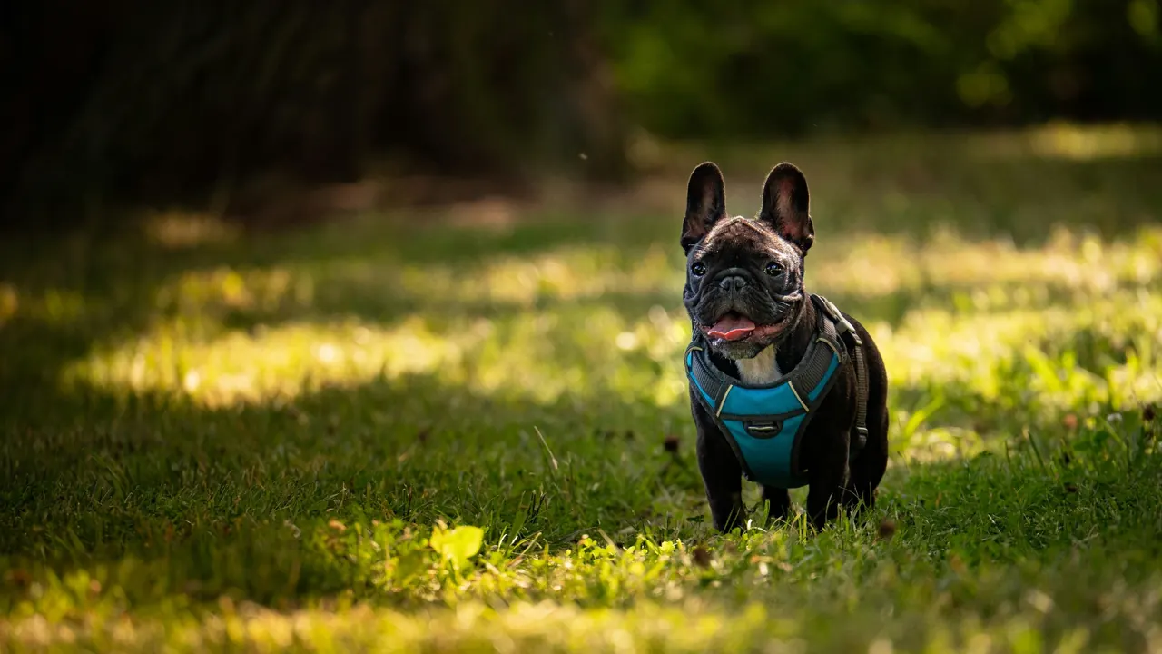 Black brindle French Bulldog in a teal harness exploring a sunlit park lawn