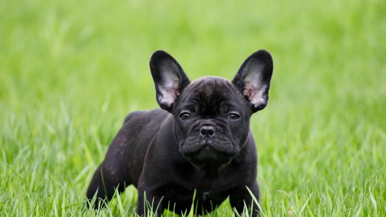 Young black French Bulldog puppy standing in vibrant green grass