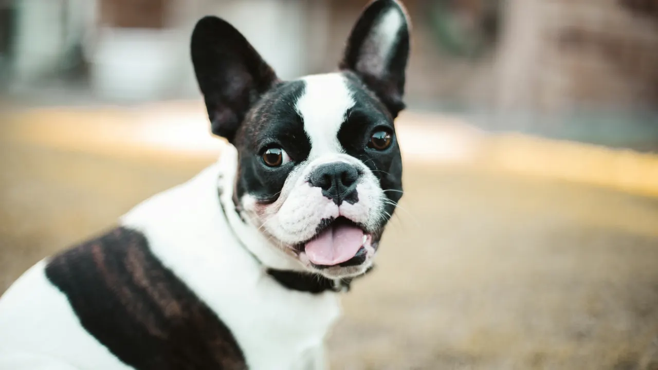 Happy black and white French Bulldog with tongue out, bright and alert