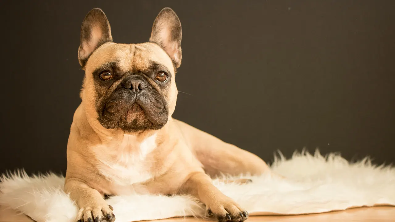 Fawn French Bulldog lying calmly on a fur rug under studio lighting