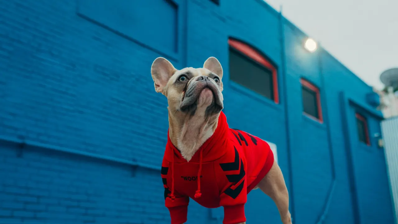 Fawn French Bulldog in a bright red hoodie standing in front of a blue painted wall