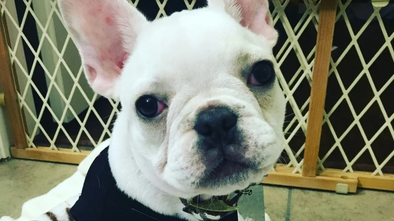 Young white French Bulldog dozing comfortably on a soft spotted blanket