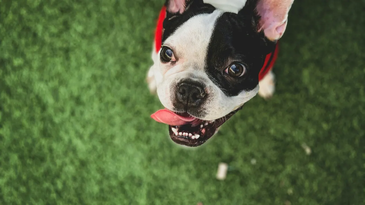 Boston-style black and white French Bulldog smiling up from green turf in a red shirt