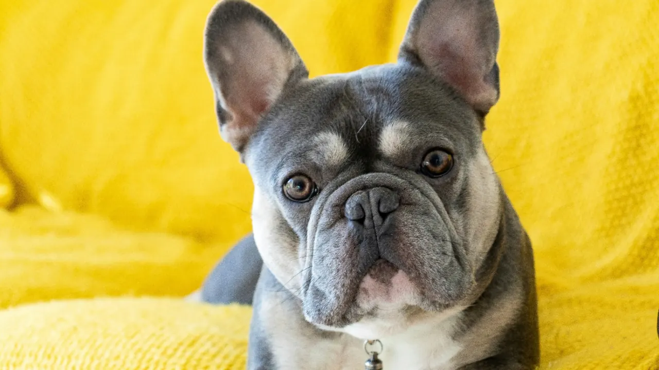 Blue French Bulldog stretched out on a bright yellow blanket
