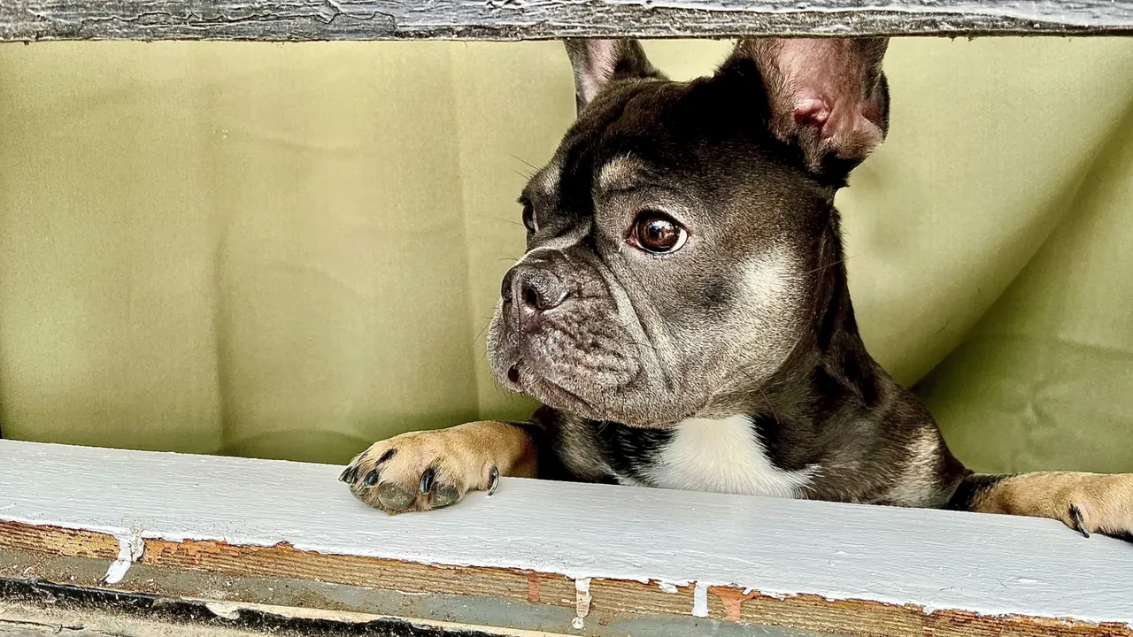 Curious black and tan French Bulldog peeking through a wooden porch fence