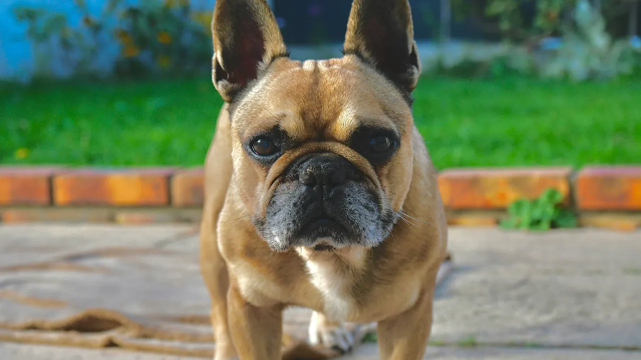 Fawn French Bulldog standing on a sunny patio and looking into the lens