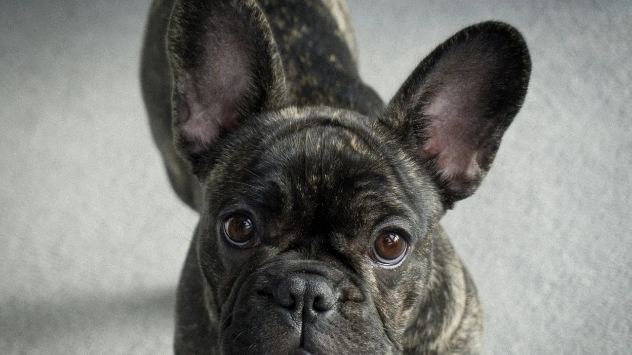 Brindle French Bulldog puppy with large alert ears gazing at the camera