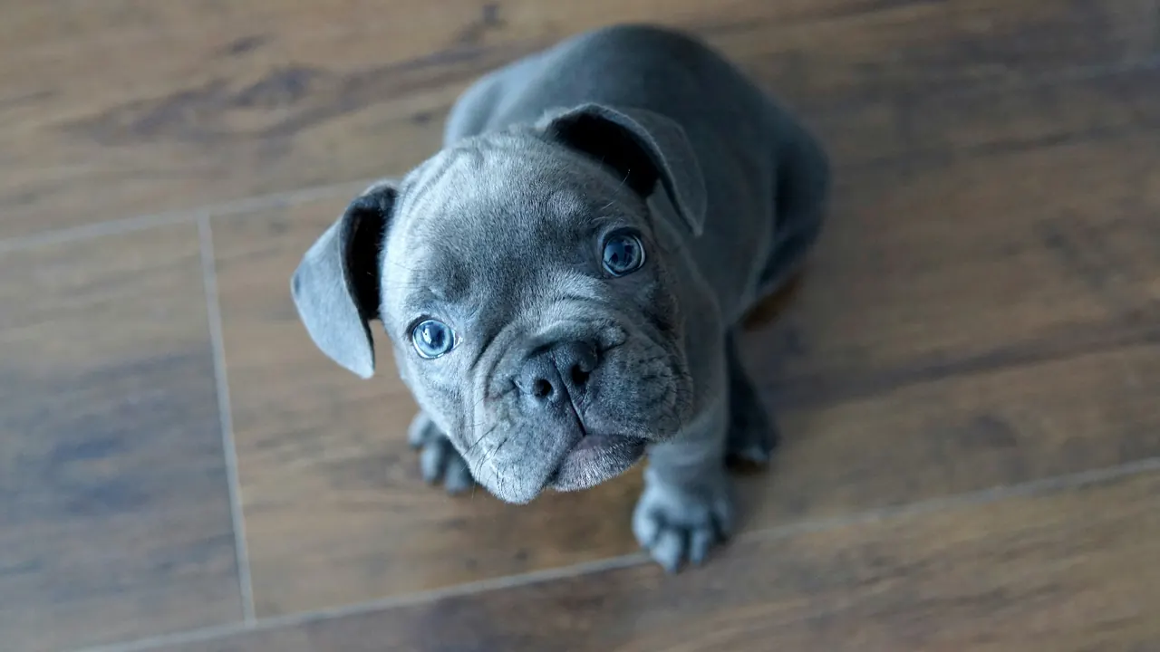 Blue-gray French Bulldog puppy looking up curiously on a wood floor