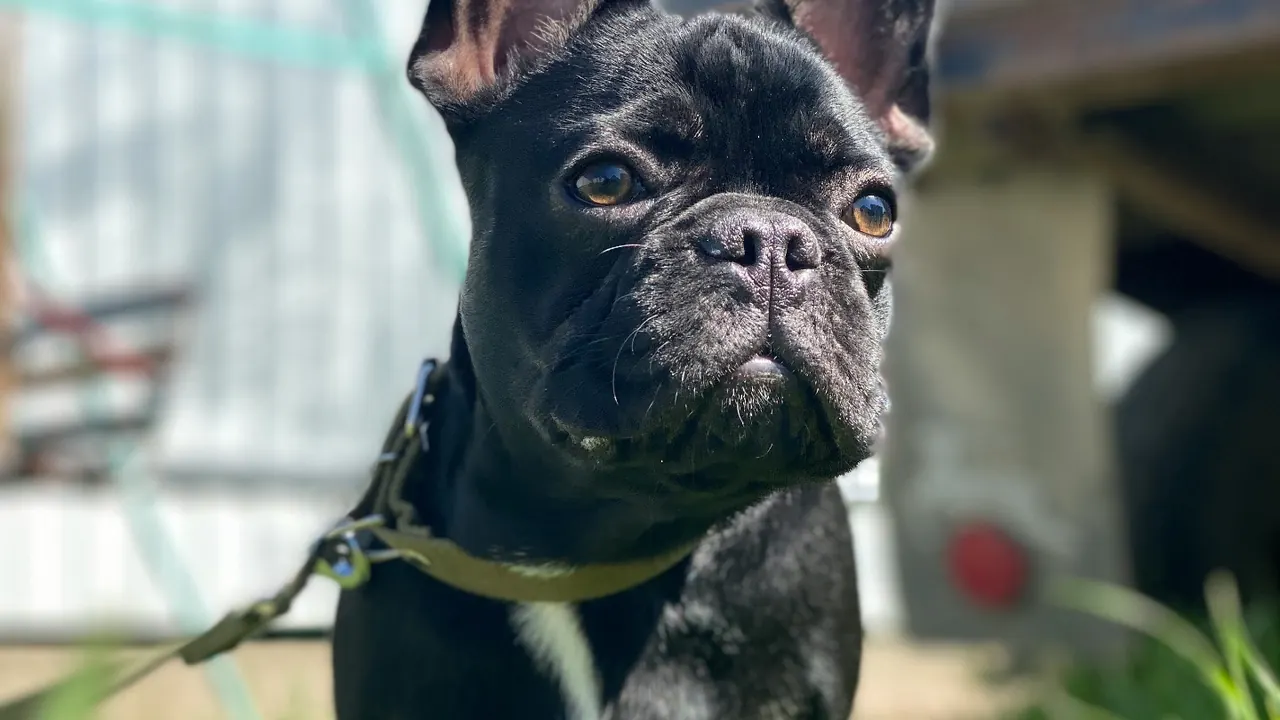 Alert black French Bulldog standing in sunlit backyard grass with perked ears