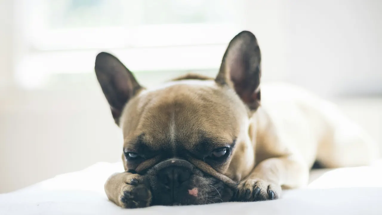 Fawn French Bulldog resting on a soft bed near a sunlit window