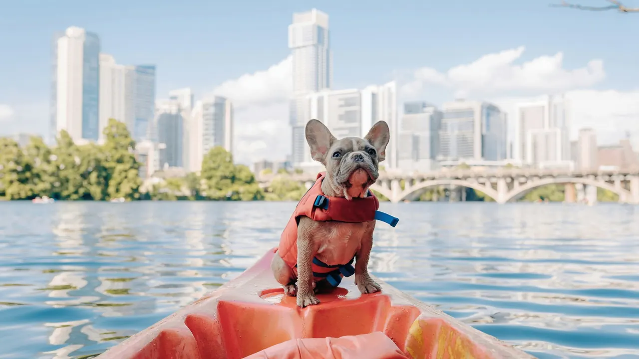 French Bulldog wearing a life jacket sitting on a kayak in summer daylight