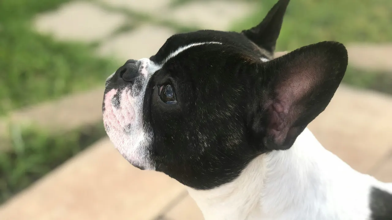 Black and white French Bulldog profile portrait gazing up in afternoon sunlight