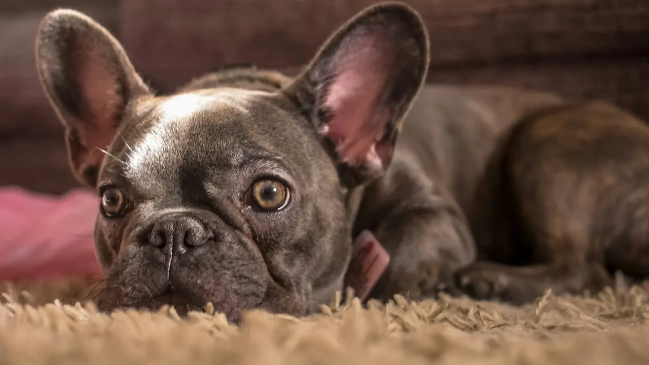 Blue brindle French Bulldog resting head on a soft beige rug indoors