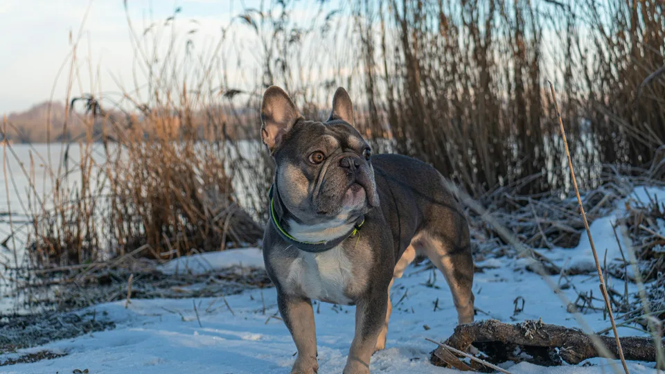 Alert blue French Bulldog standing outdoors in a snowy lakeside setting
