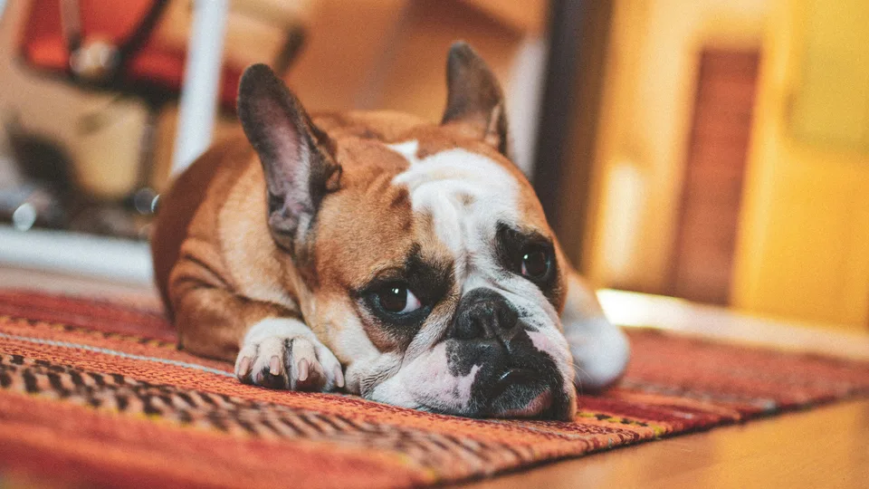 Fawn French Bulldog resting calmly on a woven rug indoors during recovery