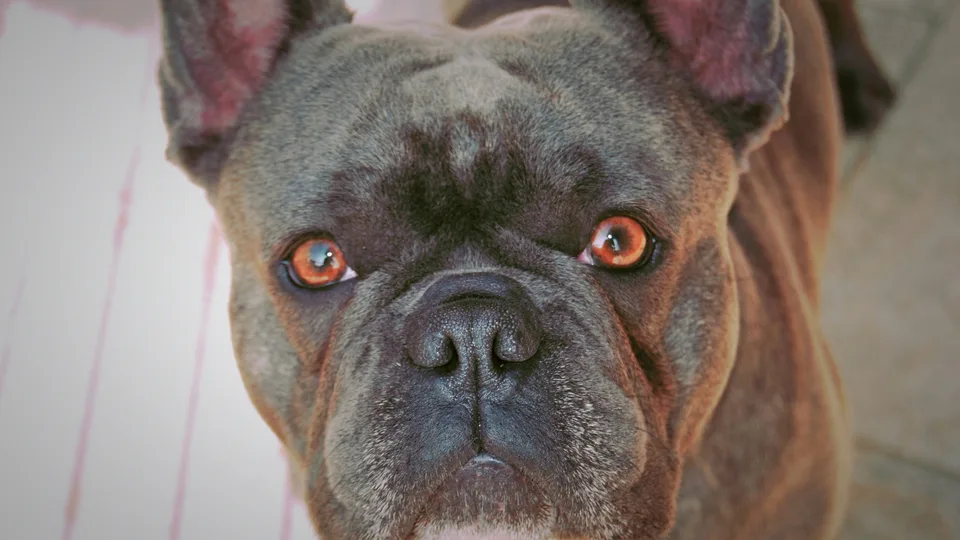 Close-up portrait of a brindle French Bulldog with bright amber eyes