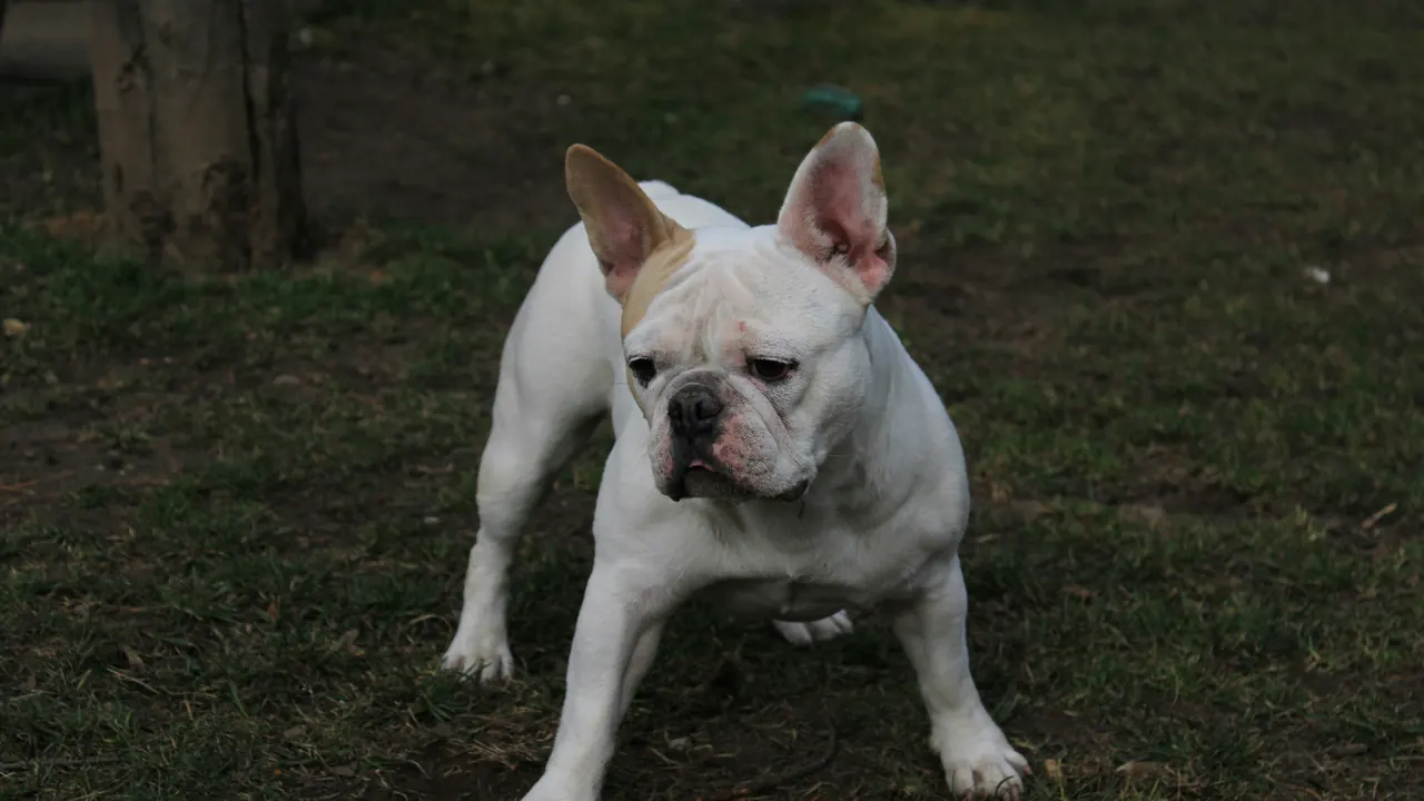 White French Bulldog standing alert in a backyard lawn at dusk