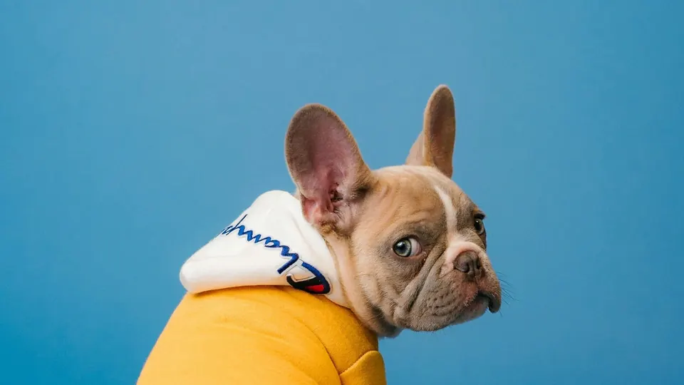 Lilac French Bulldog puppy in a yellow hoodie against a blue studio backdrop