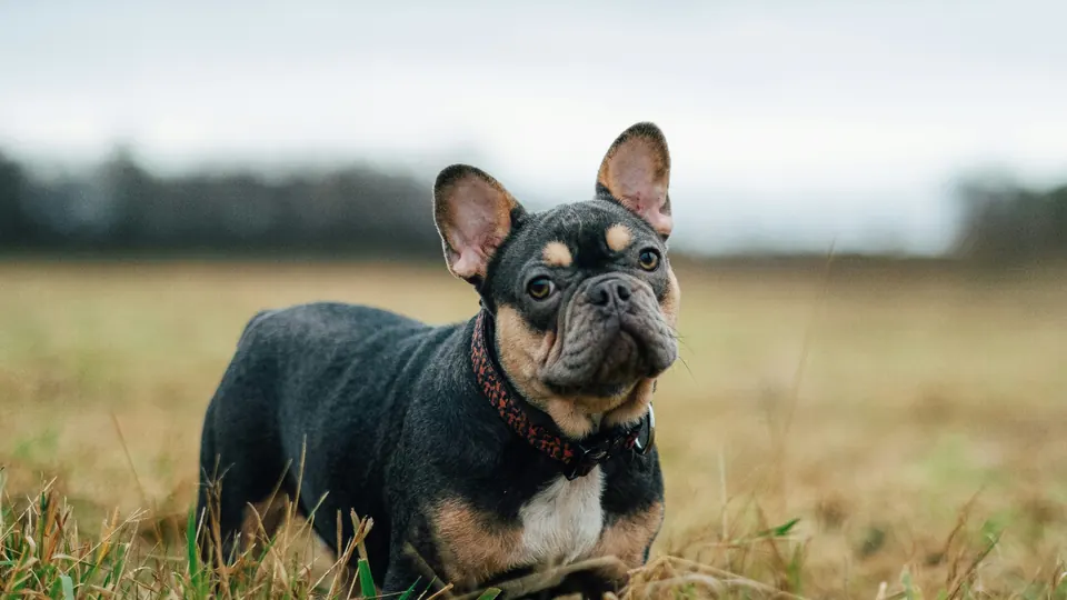 Blue and tan French Bulldog standing alert in a grassy field at dusk