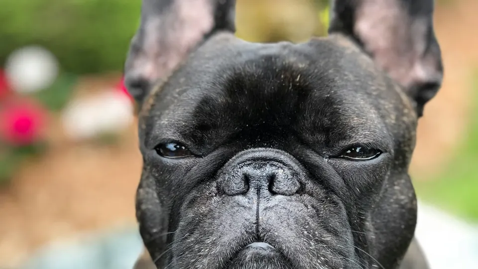 Close-up portrait of a black brindle French Bulldog in a flower garden