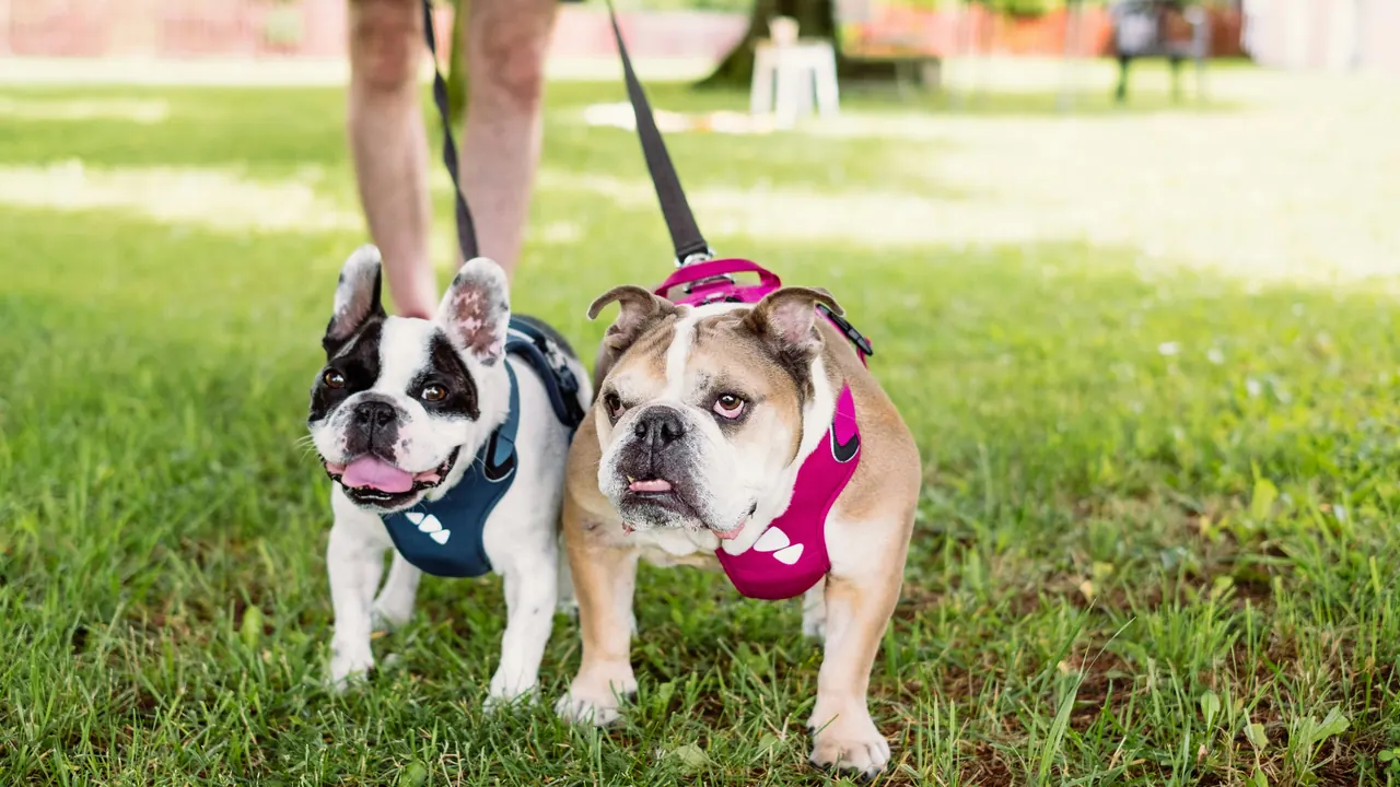Owner walking a French Bulldog and English Bulldog together on leashes in a sunny park