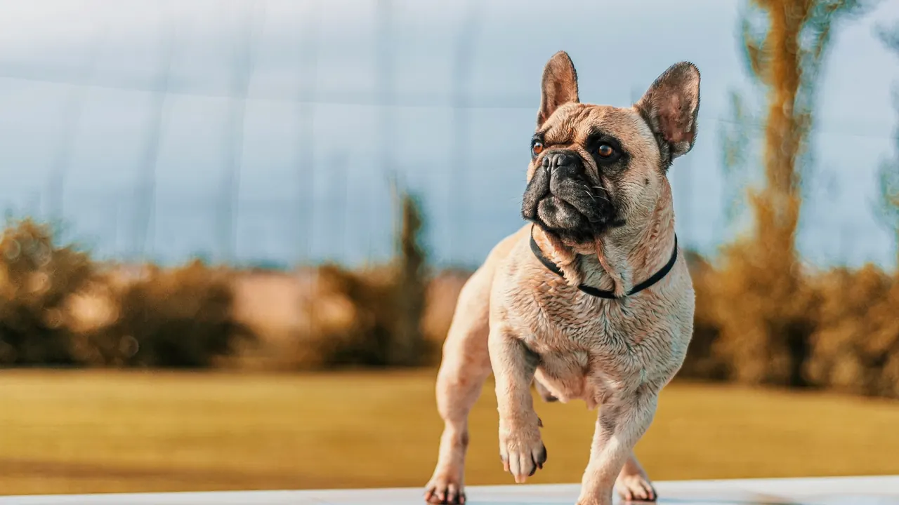 Fawn French Bulldog standing outdoors and glancing off to the side