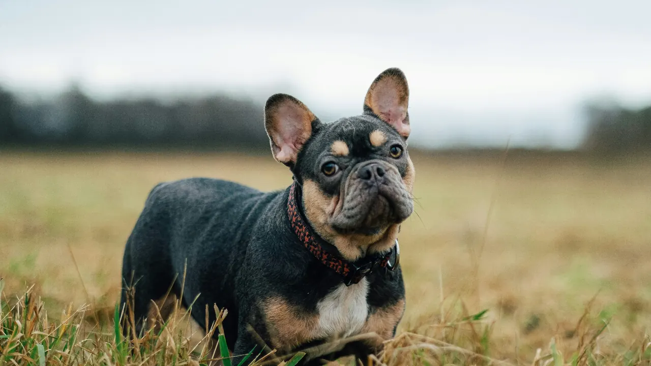 Young blue and tan French Bulldog puppy standing alert in a grassy field