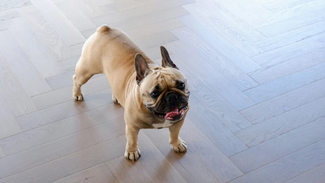 Fawn French Bulldog standing on a herringbone wood floor in a bright apartment