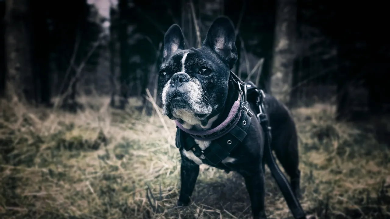 Black and white French Bulldog standing alert at the edge of a wooded trail