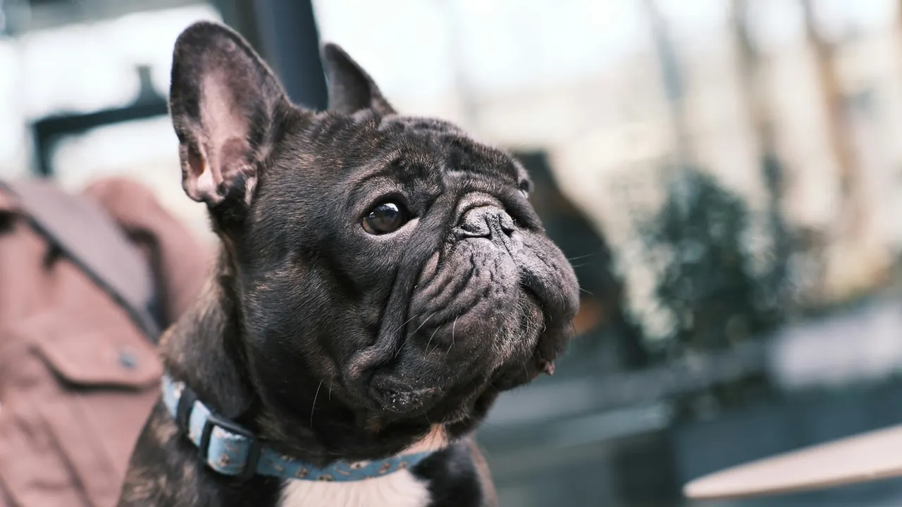 Brindle French Bulldog sitting close to its owner during a backyard moment