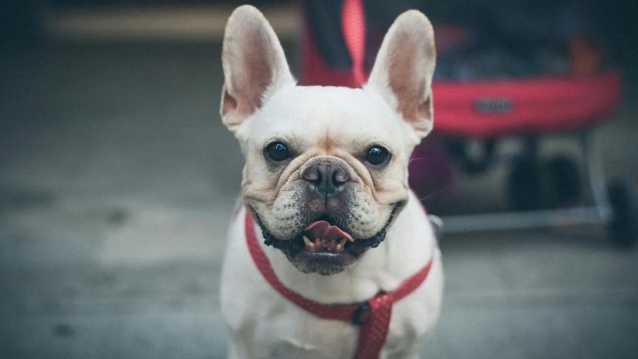 Cream French Bulldog close-up portrait wearing a red walking harness