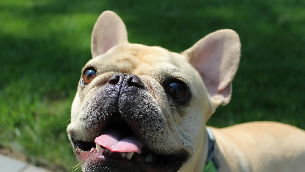 Happy fawn French Bulldog smiling outdoors in bright green grass